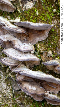 A mushroom sits on a log in the woods. A mushroom sits on a log in the woods. 119171239