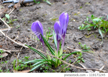 Nature photography white snowdrop flowers. Flowers with white buds on a landscape meadow 119171245