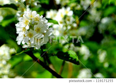 Flower and Leafs of apple cherry blossom in spring Flower and Leafs of apple cherry blossom in spring 119171255