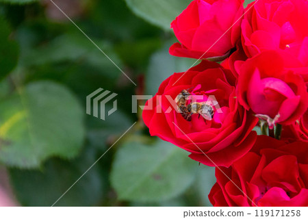 Macro photo for bee on a red rose flower. Honey bee on red rose, bee collects pollen, close up. 119171258