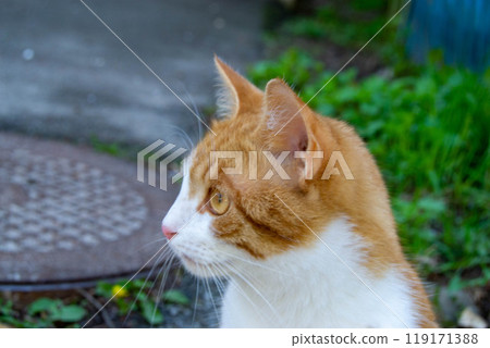 Bright portrait of cute red alley cat. 119171388