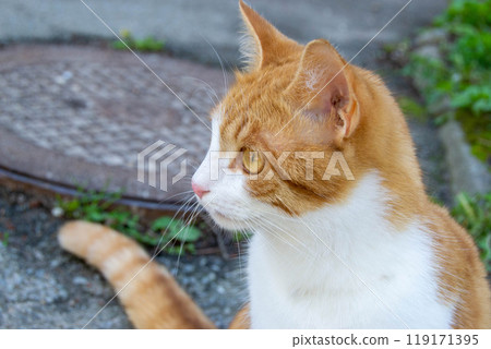 Bright portrait of cute red alley cat. 119171395