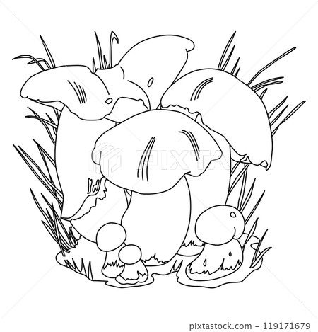 Penny Bun Mushrooms. Simple Outline BW illustration contour 119171679