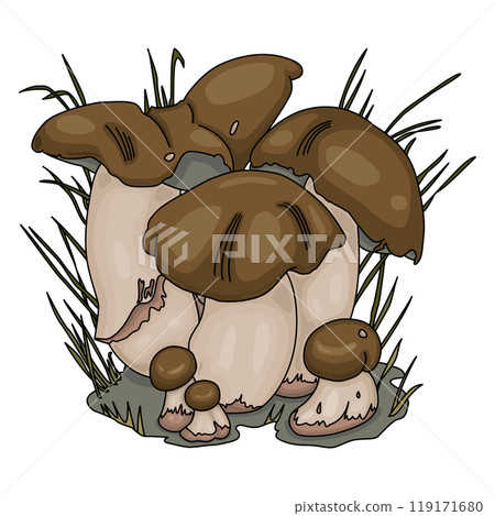 Penny Bun Mushrooms Illustration. Edible mushrooms Boletus Edulis. Cartoon Style on White Background 119171680