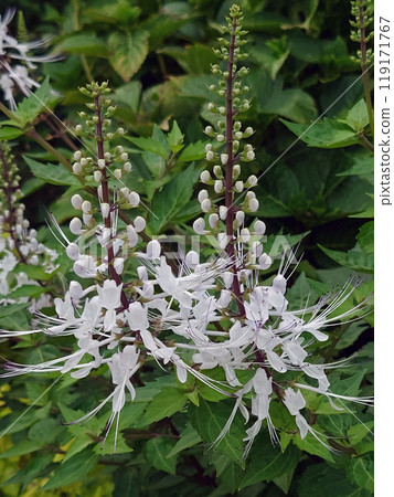 Cat Whiskers 7 119171767