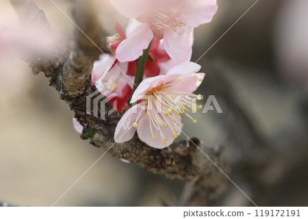 The scent of spring as plum blossoms bloom 119172191