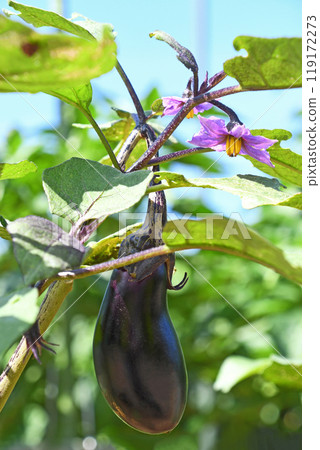 Eggplant in home garden 119172273