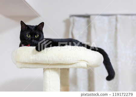 Black Cat Genesis 119172279