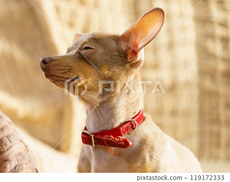 Little dog sitting on couch Little dog sitting on couch 119172333