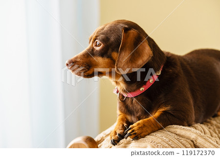 Little dog sitting on couch 119172370