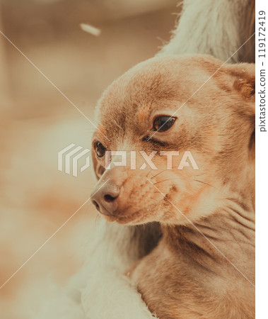 Person holding dog during winter 119172419