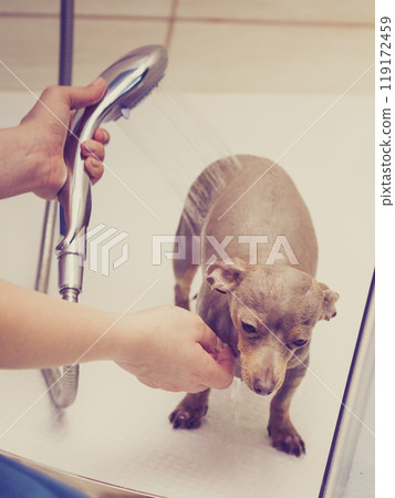 Woman showering her dog Woman showering her dog 119172459