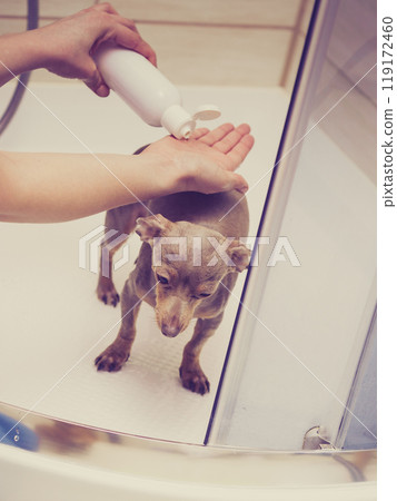 Woman showering her dog 119172460