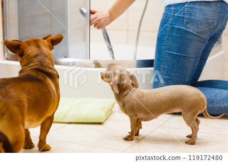 Dogs before shower time 119172480