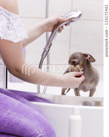 Woman showering her dog Woman showering her dog 119172481