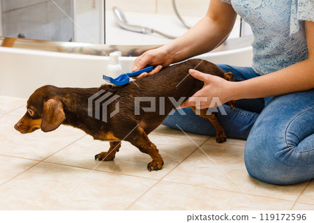 Woman brushing her dachshund dog 119172596