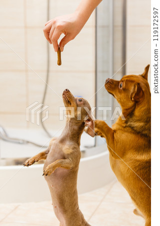Person giving food treats to small dogs Person giving food treats to small dogs 119172597