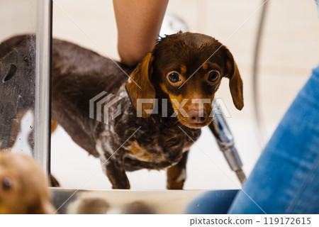 Woman showering her dog 119172615