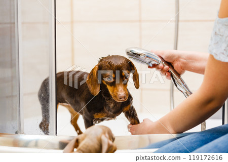 Woman showering her dog 119172616