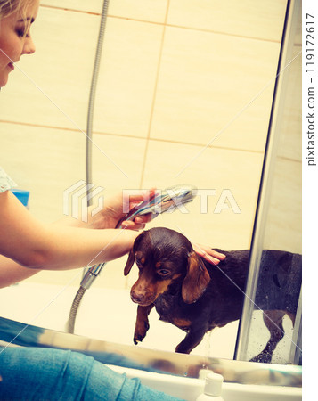 Woman showering her dog 119172617