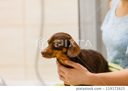 Woman drying dachshund after shower Woman drying dachshund after shower 119172625