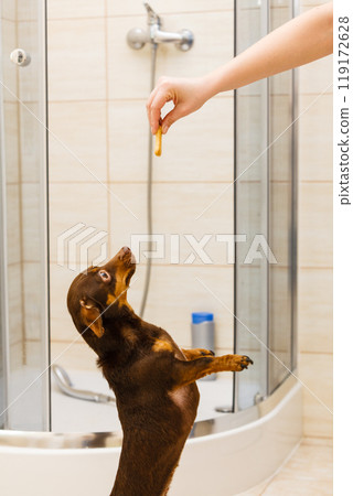 Person giving food treats to small dogs 119172628