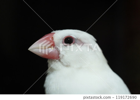 A close-up of a white Java sparrow 119172690