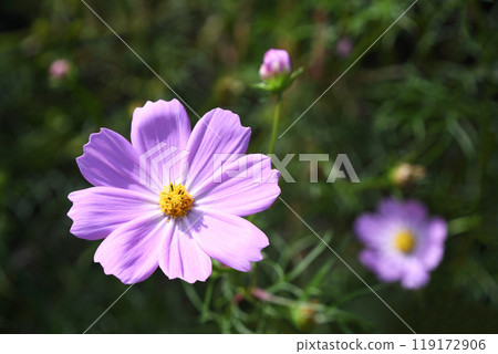Cosmos (fall cherry) 119172906
