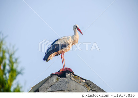 A stork stands in its nest, Builds the nest. A stork stands in its nest, Builds the nest. 119173036