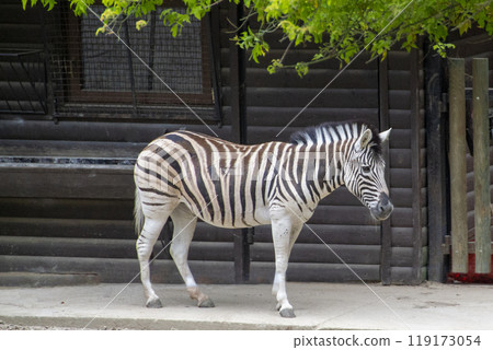 Zebras are several species of African equids 119173054
