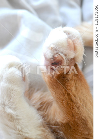cat with his broken finger. Paw of a sick bright orange cat. cat with his broken finger. Paw of a sick bright orange cat. 119173056