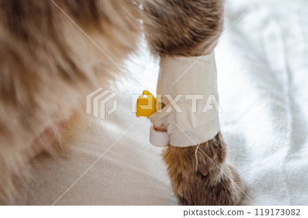 Sick cat with Saline intravenous in the animal hospital. 119173082