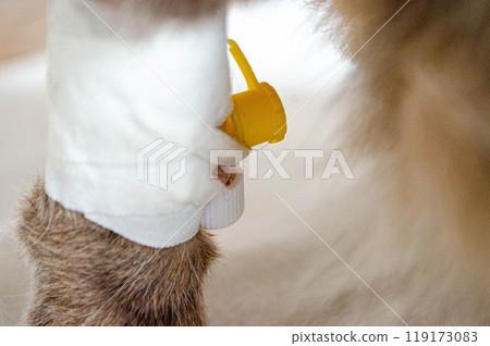 Sick cat with Saline intravenous in the animal hospital. 119173083