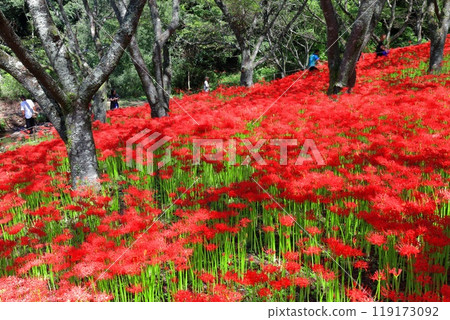 [Ehime Prefecture] Kubono's red spider lilies in full bloom 119173092