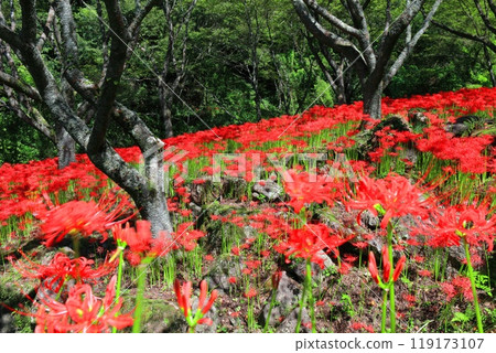 [Ehime Prefecture] Kubono's red spider lilies in full bloom 119173107