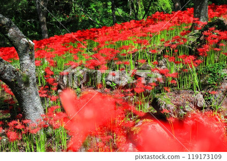 [Ehime Prefecture] Kubono's red spider lilies in full bloom 119173109