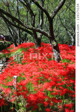 [Ehime Prefecture] Kubono's red spider lilies in full bloom 119173134