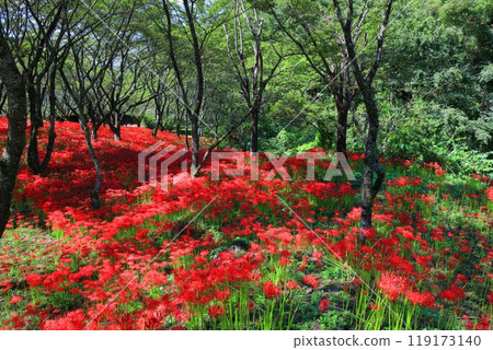 [愛媛郡]久保野蜘蛛百合盛開 119173140