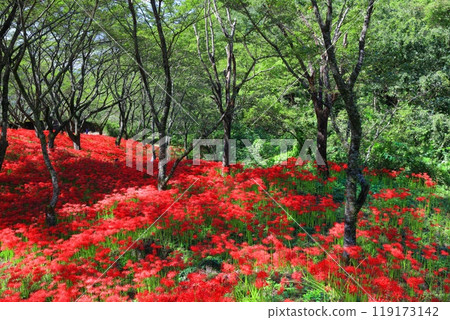 [愛媛郡]久保野蜘蛛百合盛開 119173142