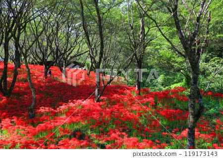 [愛媛郡]久保野蜘蛛百合盛開 119173143