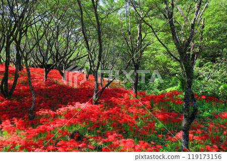 [愛媛郡]久保野蜘蛛百合盛開 119173156