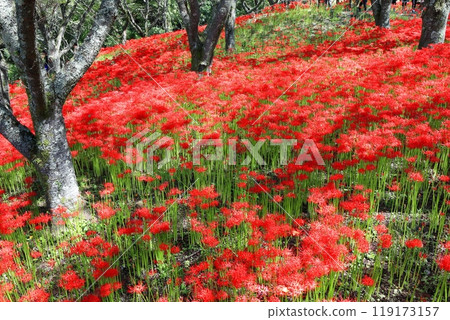 [Ehime Prefecture] Kubono's red spider lilies in full bloom 119173157
