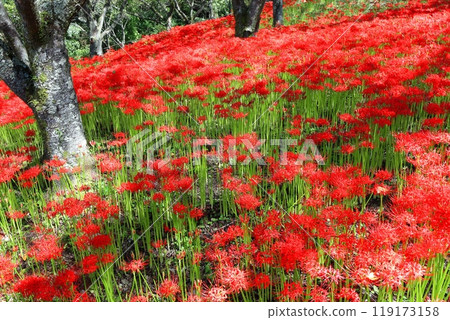 [Ehime Prefecture] Kubono's red spider lilies in full bloom 119173158