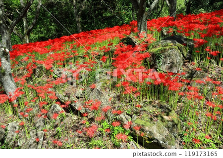 [愛媛郡]久保野蜘蛛百合盛開 119173165