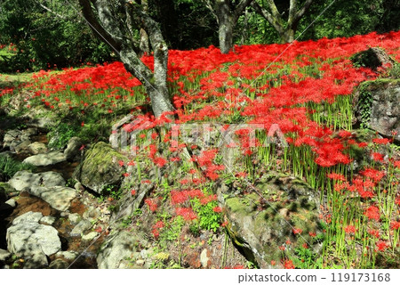 [Ehime Prefecture] Kubono's red spider lilies in full bloom 119173168