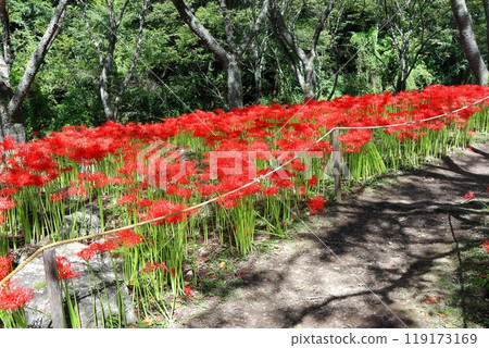 [Ehime Prefecture] Kubono's red spider lilies in full bloom 119173169