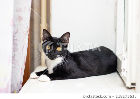 A black and white cat is comfortably laying on the floor next to a window 119173633