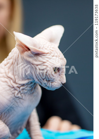 A hairless cat is currently laying comfortably on a blue blanket A hairless cat is currently laying comfortably on a blue blanket 119173638