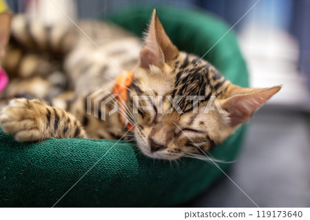 A small kitten, adorned with a pink collar, is currently sitting inside a cage 119173640