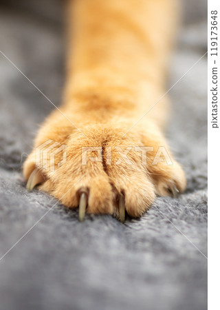 This is a closeup view showcasing a cats paw resting on a soft blanket This is a closeup view showcasing a cats paw resting on a soft blanket 119173648